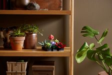 LEGO® 10309 Creator Expert Sukulenty